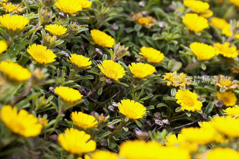 西班牙马略卡岛的野花(Asteriscus maritimus)